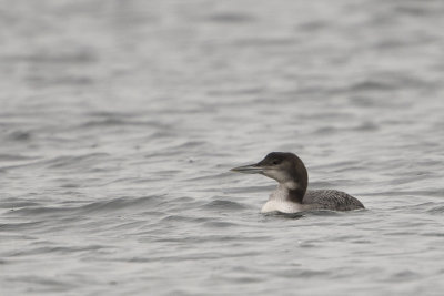 Great Northern Loon / IJsduiker