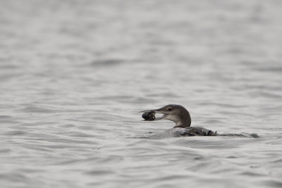 Great Northern Loon / IJsduiker