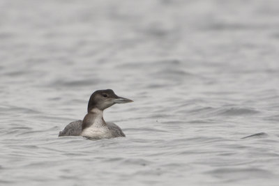 Great Northern Loon / IJsduiker