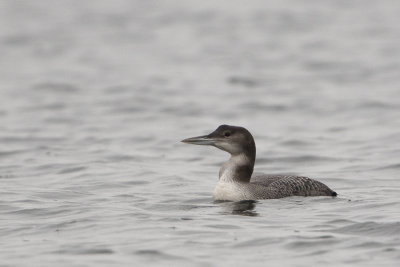 Great Northern Loon / IJsduiker