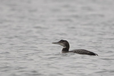 Great Northern Loon / IJsduiker