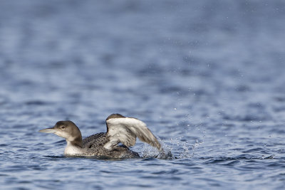 Great Northern Loon / IJsduiker