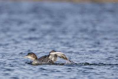 Great Northern Loon / IJsduiker