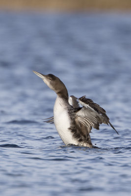 Great Northern Loon / IJsduiker