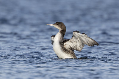 Great Northern Loon / IJsduiker