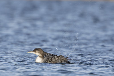 Great Northern Loon / IJsduiker