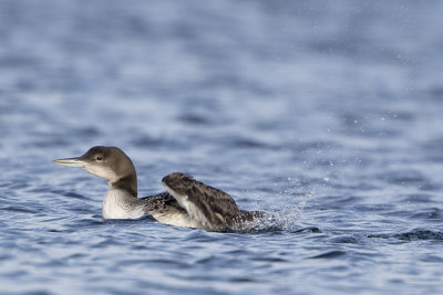 Great Northern Loon / IJsduiker