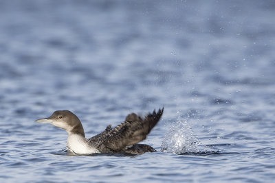Great Northern Loon / IJsduiker