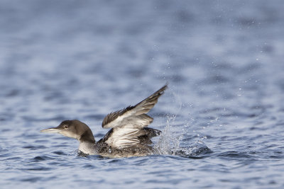 Great Northern Loon / IJsduiker