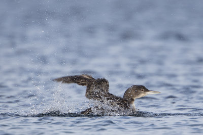 Great Northern Loon / IJsduiker