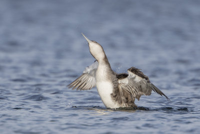 Great Northern Loon / IJsduiker
