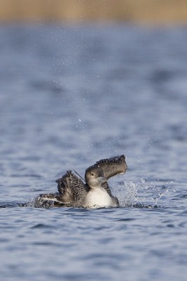Great Northern Loon / IJsduiker