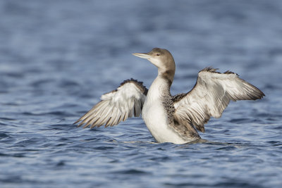 Great Northern Loon / IJsduiker