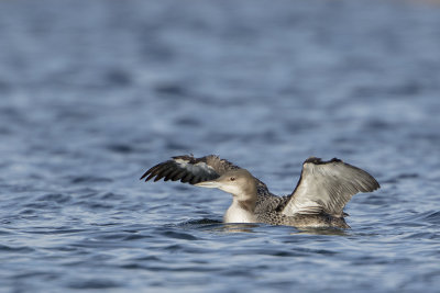 Great Northern Loon / IJsduiker