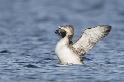 Great Northern Loon / IJsduiker