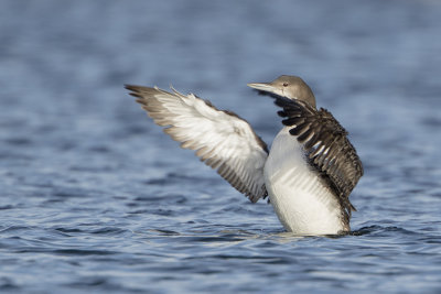 Great Northern Loon / IJsduiker