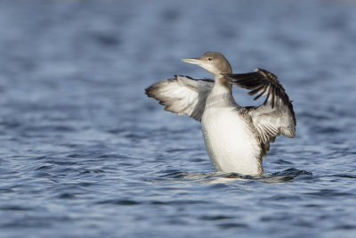 Great Northern Loon / IJsduiker