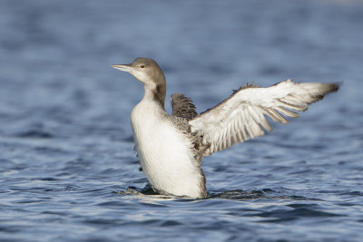 Great Northern Loon / IJsduiker