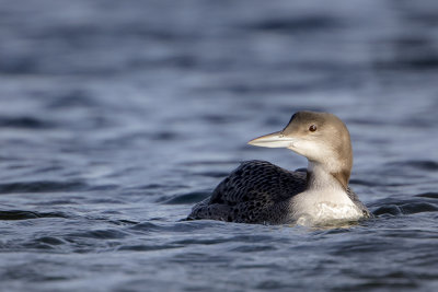 Great Northern Loon / IJsduiker
