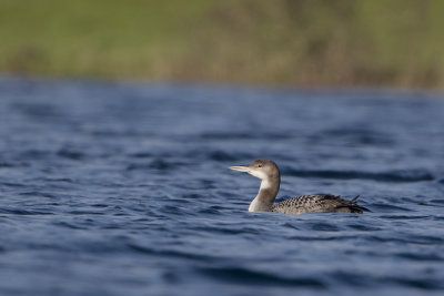 Great Northern Loon / IJsduiker