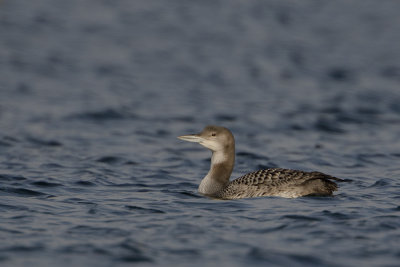 Great Northern Loon / IJsduiker