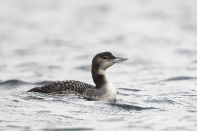 Great Northern Loon / IJsduiker