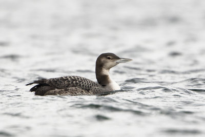 Great Northern Loon / IJsduiker
