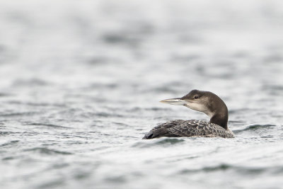 Great Northern Loon / IJsduiker