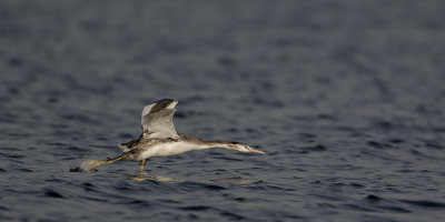 Great Crested Grebe / Fuut