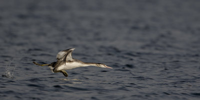 Great Crested Grebe / Fuut