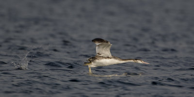 Great Crested Grebe / Fuut