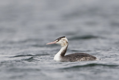 Great Crested Grebe / Fuut