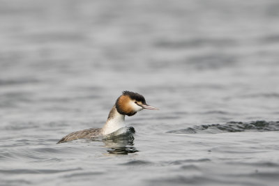 Great Crested Grebe / Fuut