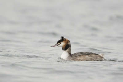 Great Crested Grebe / Fuut