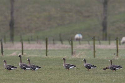 Greater White-fronted Geese / Kolgans