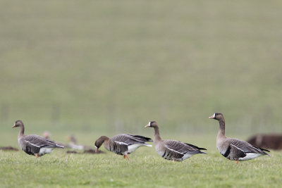 Greater White-fronted Geese / Kolgans