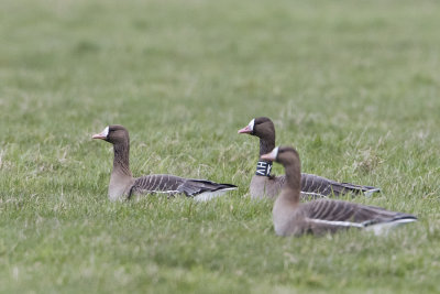 Greater White-fronted Geese / Kolgans