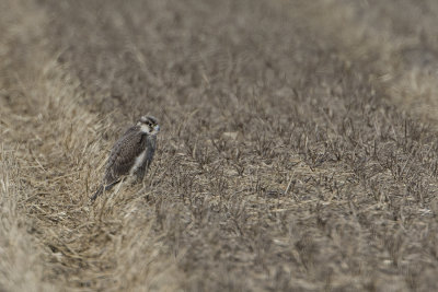 Peregrine Falcon / Slechtvalk