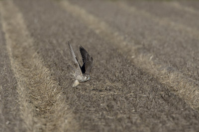 Peregrine Falcon / Slechtvalk