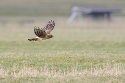 Hen Harrier / Blauwe Kiekendief