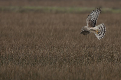 Hen Harrier / Blauwe Kiekendief