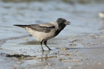 Hooded Crow / Bonte Kraai