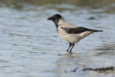 Hooded Crow / Bonte Kraai