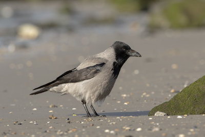Hooded Crow / Bonte Kraai