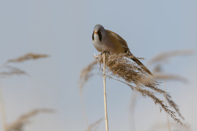 Bearded Reedling / Baardman