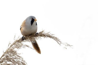 Bearded Reedling / Baardman