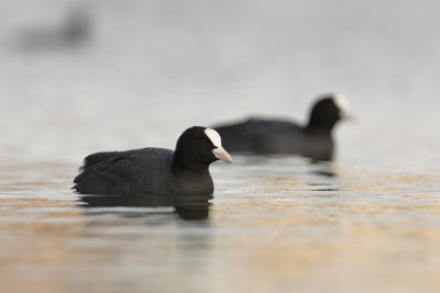 Eurasian Coot / Meerkoet