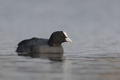 Eurasian Coot / Meerkoet