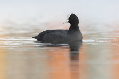 Eurasian Coot / Meerkoet