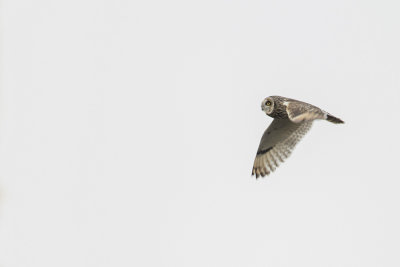 Short-eared Owl / Velduil
